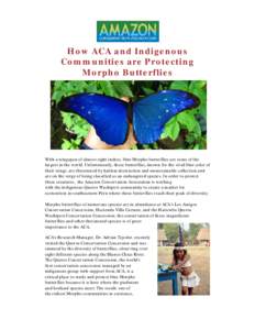 Lepidoptera / Morpho / Morphinae / Amazon Conservation Association
