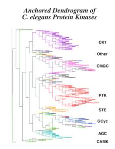 Anchored Dendrogram of C. elegans Protein Kinases CK1 Other CMGC