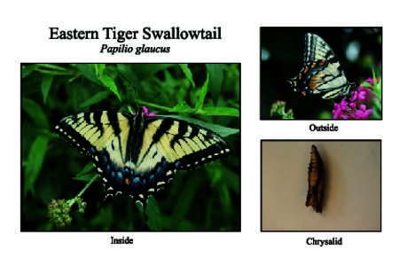 Papilio glaucus card 1back