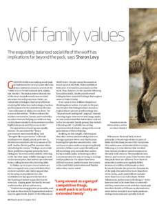 Wolf family values The exquisitely balanced social life of the wolf has implications far beyond the pack, says Sharon Levy G