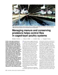 Managing manure and conserving predators helps control flies in caged-layer poultry systems