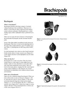 Brachiopods The Paleontological Society http:\\paleosoc.org Brachiopods What is a brachiopod?