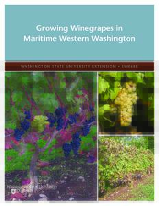 Growing Winegrapes in Maritime Western Washington WA S H I N G T O N S TAT E U N I V E R S I T Y E X T E N S I O N • E ME  Growing Winegrapes in