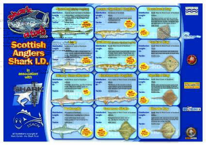 Spurdog (Spiny Dogfish) Distribution:	 West & Northern Coast of Scotland. Length: 120cm Max. Landing limit 100cm. ID:	 Sharp Spines on both Dorsal fins,
