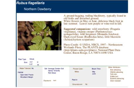 Northern Dewberry (rubus flagellaris)
