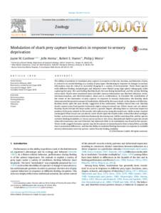 Modulation of shark prey capture kinematics in response to sensory deprivation