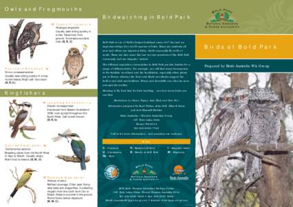Owls and Frogmouths Birdwatching in Bold Park Tawny Frogmouth Podargus strigoides Usually seen sitting quietly in a tree. Takes food from
