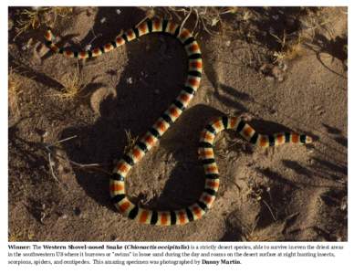 Winner: The Western Shovel-nosed Snake (Chionactis occipitalis) is a strictly desert species, able to survive in even the driest areas in the southwestern US where it burrows or 