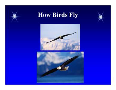 How Birds Fly  How Birds Fly How Birds Fly  Recall: The Earliest Thoughts about Flying