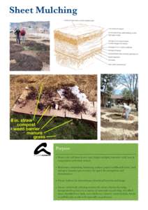 Sheet Mulching  Purpose • Protect the soil from heavy rain; bright sunlight; excessive cold, heat & evaporation and wind erosion. • Kick-start composting, balancing carbon (paper/cardboard/straw) and