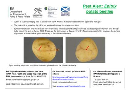 Pest Alert: Epitrix potato beetles  Epitrix is a very damaging pest of potato from North America that is now established in Spain and Portugal.