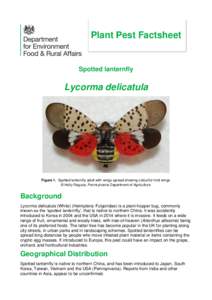 Plant Pest Factsheet  Spotted lanternfly Lycorma delicatula