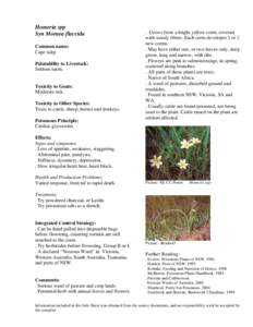 Plant morphology / Plant reproduction / Moraea / Noxious weed / Homeria / Agriculture / Biology / Botany / Corm