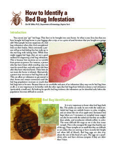 How to Identify a Bed Bug Infestation Dini M. Miller, Ph.D., Department of Entomology, Virginia Tech Introduction You cannot just “get” bed bugs. They have to be brought into your home. So what is your first clue tha