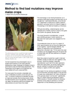 Method to find bad mutations may improve maize crops