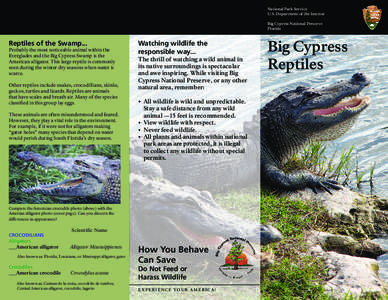 National Park Service U.S. Department of the Interior Big Cypress National Preserve Florida  Reptiles of the Swamp...