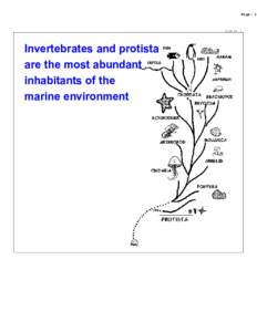 Page: 1  Slide No. 1 Invertebrates and protista are the most abundant