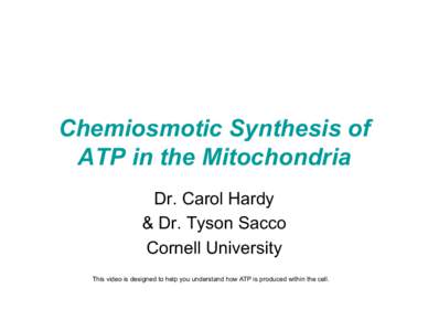 Chemiosmotic Synthesis of ATP in the Mitochondria Dr. Carol Hardy & Dr. Tyson Sacco Cornell University This video is designed to help you understand how ATP is produced within the cell.