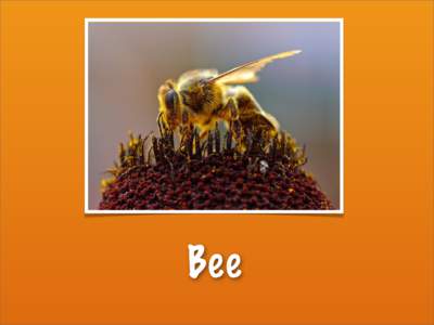 Bee  Bee = Ant + YAML - XML + Ruby - Java