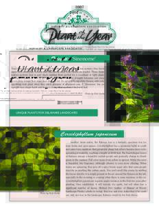 2007  NURSERY & LANDSCAPE ASSOCIATION This year marks Delaware Nursery & Landscape Association’s Thirteenth Annual Plant of the Year selection. The 2007 Herbaceous plant is Tricyrtis ‘Sinonome’. The 2007 Woody plan