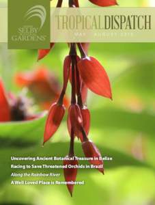 TROPICALDISPATCH MAY - AUGUST 2015 Uncovering Ancient Botanical Treasure in Belize Racing to Save Threatened Orchids in Brazil Along the Rainbow River