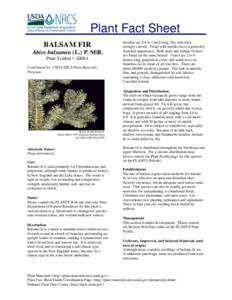 Plant Fact Sheet BALSAM FIR Abies balsamea (L.) P. Mill. Plant Symbol = ABBA Contributed by: USDA NRCS Plant Materials Program
