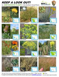 KEEP A LOOK OUT!  for NEW INVASIVE PLANTS in the Northern Great Plains  YELLOW STARTHISTLE 