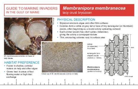 GUIDE TO MARINE INVADERS Rob Gough IN THE GULF OF MAINE  Membranipora membranacea