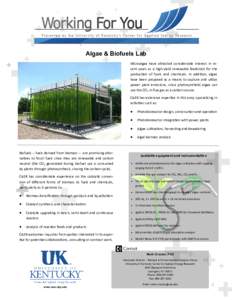 Algae & Biofuels Lab Microalgae have attracted considerable interest in recent years as a high-yield renewable feedstock for the production of fuels and chemicals. In addition, algae have been proposed as a means to capt