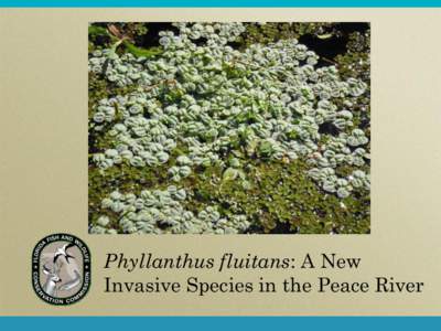 Phyllanthus fluitans: A New Invasive Species in the Peace River A Brief History  Scientific Name: Phyllanthus fluitans  Common Name: Red root floater