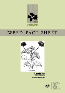 WEED FACT SHEET  Lantana Landana Camara  Image source (Robinson, 1991)