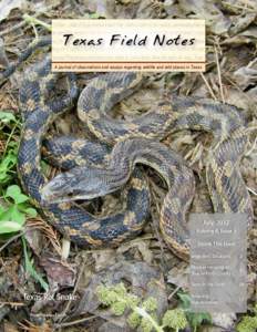 Texas Field Notes  Volume 6, Issue 3 7:30pm - calls of Hyla cinerea heard from various parts of the marsh, particularly from a an armadillo emerged from the thicket and began to dig. We hiked for an additional 2 miles