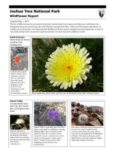 Joshua Tree National Park Wildflower Report Updated May 1, 2015 Weekly wildflower reports are posted on the park website, http://www.nps.gov/jotr/planyourvisit/blooms.htm, throughout the peak season (typically mid-Februa