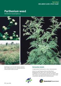 Fact sheet DECLARED CLASS 2 PESt PLAnt Parthenium weed Parthenium hysterophorus
