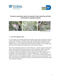 Common questions about the gumbo limbo spiraling whitefly (Aleurodicus rugioperculatus) Photos: H. Glenn, UF/IFAS  1. Is the tree going to die?