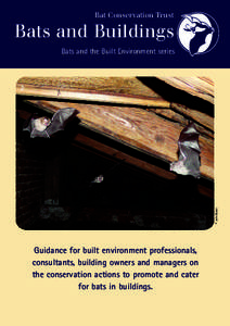 Bat Conservation Trust  Bats and Buildings © John Black