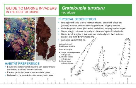 GUIDE TO MARINE INVADERS IN THE GULF OF MAINE Grateloupia turuturu red algae