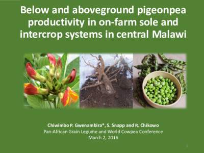Below- and aboveground pigeonpea productivity in on-farm sole and intercrop systems in central Malawi.