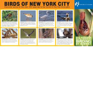 NEW YORK CITY IS  FOR THE BIRDS From Central Park to Jamaica Bay, New York City boasts some of the very best birding in the United States. Over 300 species have been