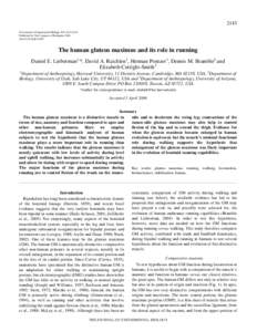 2143 The Journal of Experimental Biology 209, Published by The Company of Biologists 2006 doi:jebThe human gluteus maximus and its role in running