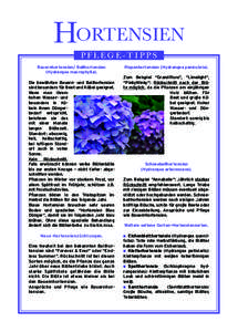 HORTENSIEN PFLEGE-TIPPS Bauernhortensien/ Ballhortensien (Hydrangea macrophylla). Die bewährten Bauern- und Ballhortensien