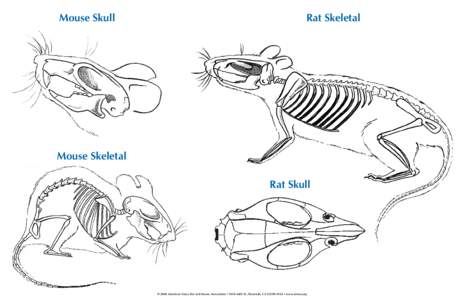 Mouse Skull  Rat Skeletal Mouse Skeletal Rat Skull