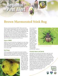 Stink Bug Pest Alert.indd