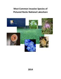 Most Common Invasive Species of Pictured Rocks National Lakeshore 2014  Beech Bark Scale