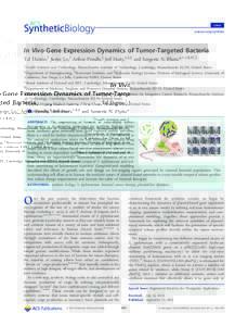 Letter pubs.acs.org/synthbio In Vivo Gene Expression Dynamics of Tumor-Targeted Bacteria Tal Danino,† Justin Lo,† Arthur Prindle,‡ Jeﬀ Hasty,‡,§,∥ and Sangeeta N. Bhatia*,†,⊥,¶,#,□ †
