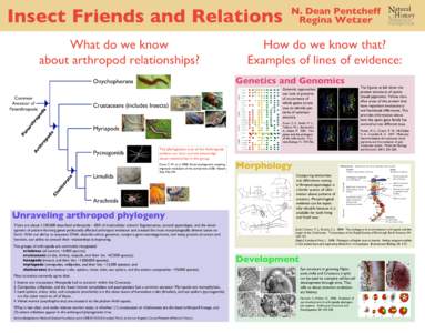 Insect Friends and Relations What do we know about arthropod relationships? da