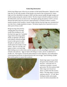 Kudzu Bug Information Kudzu bugs (Megacopta cribraria) are members of the family Plataspidae. Related to stink bugs, they are the only member of that family to be found in the continental US. Kudzu bugs were first identi