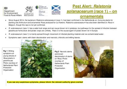 Pest Alert: Ralstonia solanacearum (race 1) – on ornamentals   Since August 2014, the bacterium Ralstonia solanacearum (race 1), has been confirmed in the Netherlands on Curcuma plants for