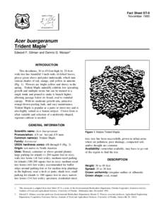 Fact Sheet ST-9 November 1993 Acer buergeranum Trident Maple1 Edward F. Gilman and Dennis G. Watson2