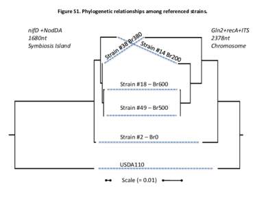 Figure	S1.	Phylogenetic	relationships	among	referenced	strains.	  nifD	+NodDA 1680nt Symbiosis	Island